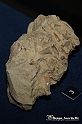 VBS_9560 - Museo Paleontologico - Asti